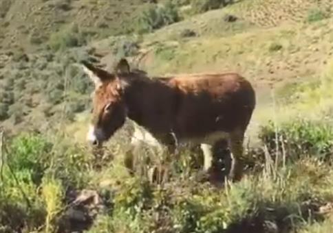 Den Eselfreund nach langer Zeit mal wiedersehen