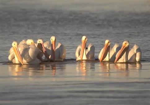 Synchronisierte Pelikane