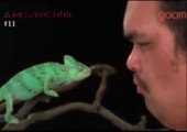 Chamäleon küsst Sumo Wrestler