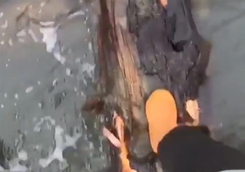 Baumstamm Jump'n Run