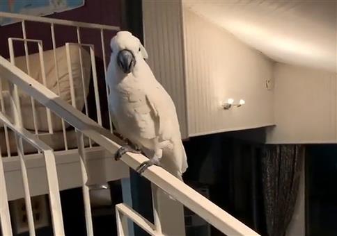 Der Kakadu kackt mit Stil