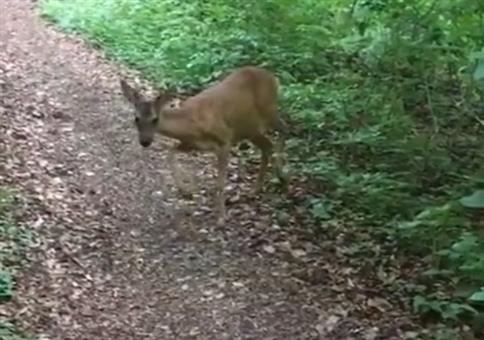 Ach wie süß! Ein Rehlein! 