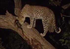 Der Leopard und das Pavianbaby