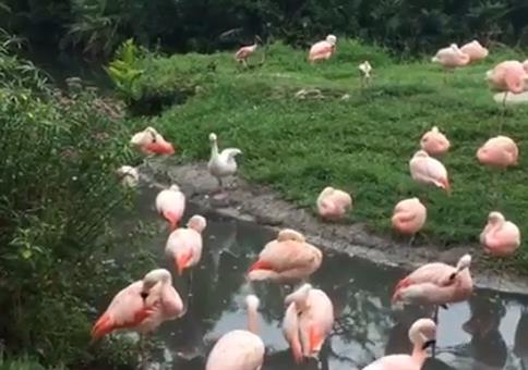 Wenn dir deine Eltern gesagt haben, dass du ein Flamingo bist