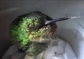 Schnarchender Kolibri
