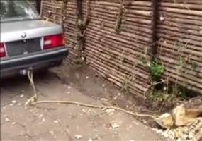 Baumstumpf mit Auto rausziehen