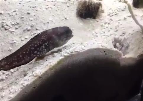 Wenn die Fischnachbarn Stress miteinander haben