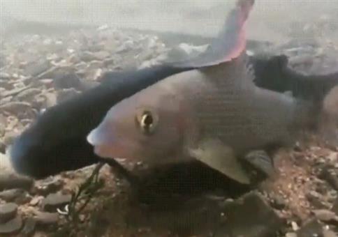 Zwei schreiende Fische