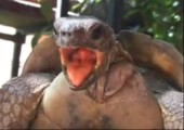 Schildkröten beim Sex