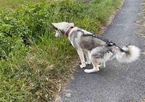 Hundesprung: Gewusst wie!