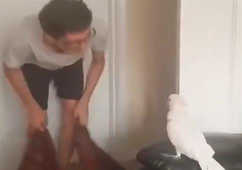 Den Vogel verarschen