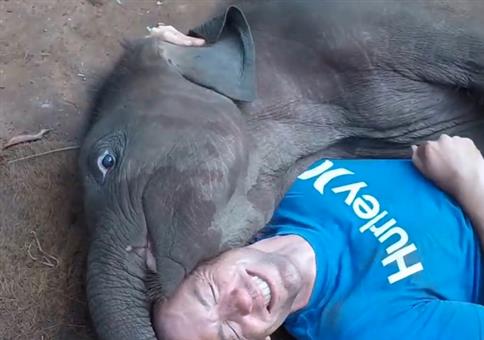 Baby Elefant heftig am kuscheln