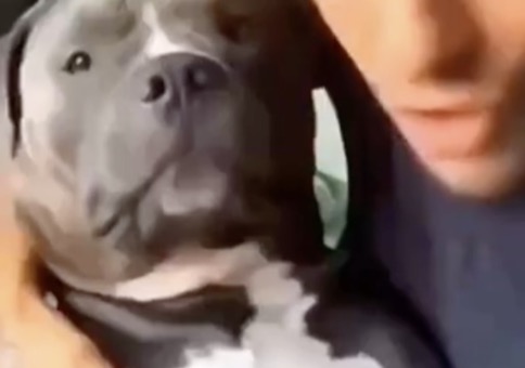 Pitbull vs Chihuahua