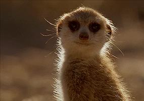 Hornoxe.com – Gifdump #37 – Animierter Picdump