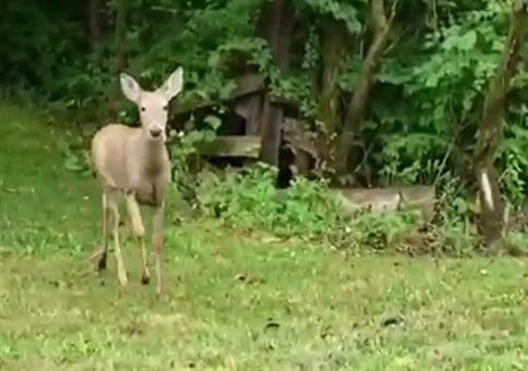 Reh mag Phil Collins