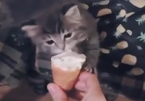 Katze steht auf Eiscreme