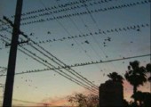 Vogel Invasion