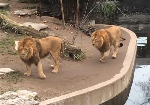 Löwe leistet sich Fehltritt