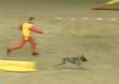 Schnellster Hund der Welt