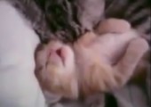 Baby Kätzchen träumt schlecht