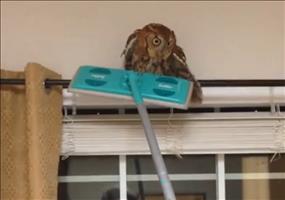 Der Eulen Flüsterer