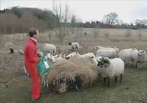 Schafbock sieht rot und dreht frei