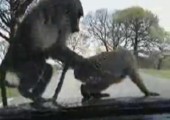 Affen treiben GV auf Motorhaube