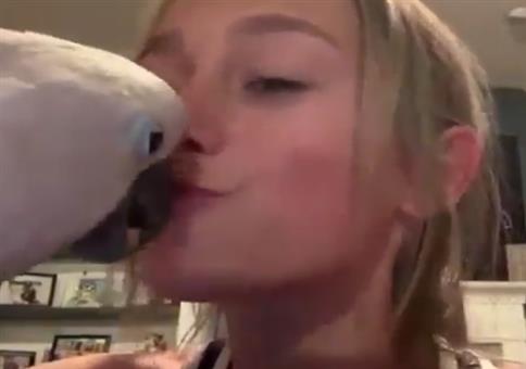 Dr. Kakadu ist Zahnarzt