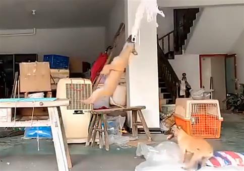 Wenn deine Hunde ne Runde abhängen