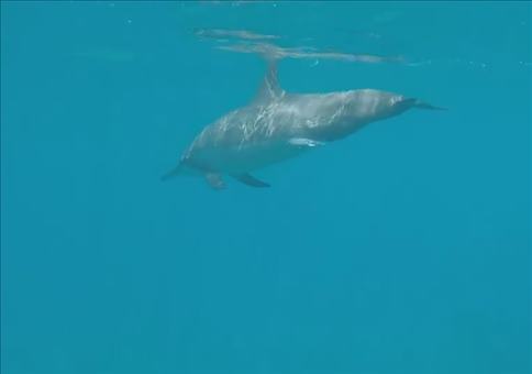 Wilde Delfine unterhalten Taucher