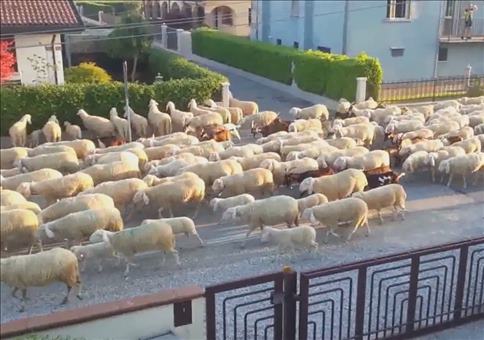 Schafherde steht auf Nachbars Hecke