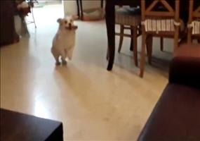 Hund vollzieht majestätischen Sprung auf die Couch