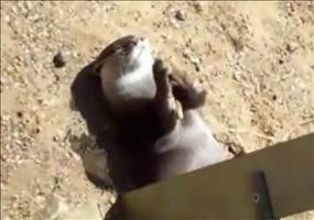 Otten und seine kleine Zaubershow