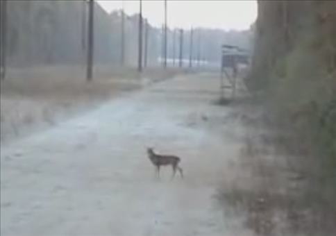 Treffsicherer Jäger VS begriffsstutziges Reh