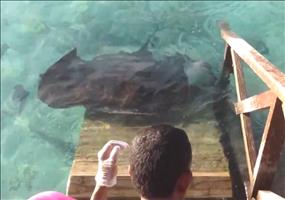 Stachelrochen kommt zum Fressen