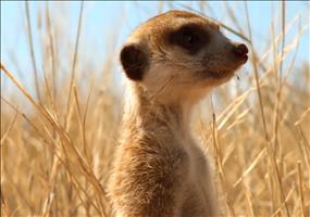  Animals Are Awesome Too!