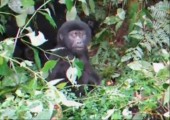 Baby Gorilla macht einen auf dicke Hose