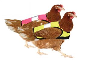 Warnweste für Hühner