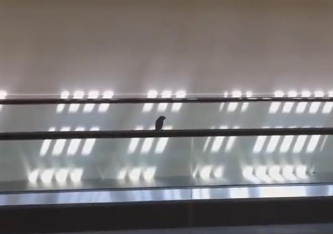 Vogel hat Spaß am Flughafen-Laufband