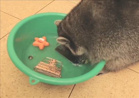 Wachbär bei der Arbeit