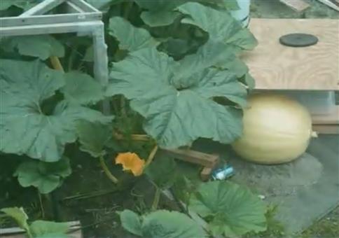Hier wächst ein Riesenkürbis im Zeitraffer