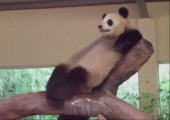 Versauter Panda