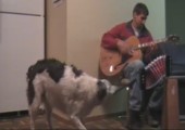 Hund spielt Akkordeon