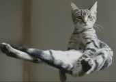 Epic Cat Compilation