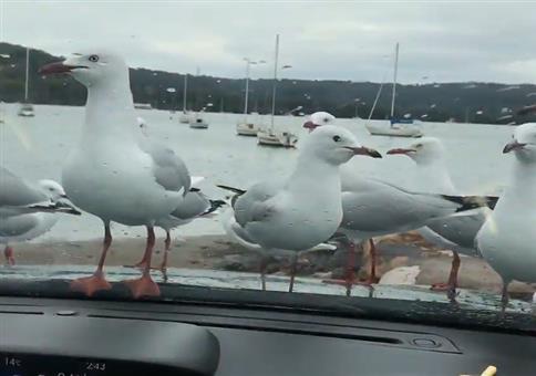 Möwen ärgern