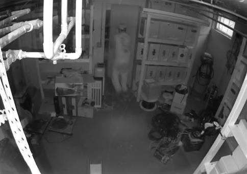 Sich vor einem SWAT Team verstecken