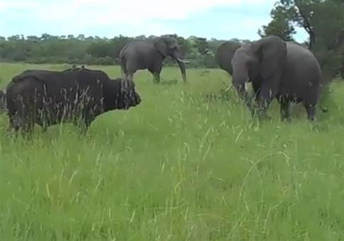 Elefant stänkert den Wasserbüffel