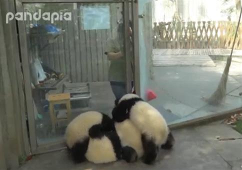 Kleine Pandas können ganz schön nerven