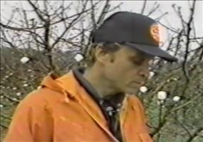 Marshmallow Ernte in Gefahr