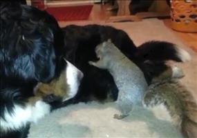 Eichhörnchen hat ein super Versteck für seine Nüsse gefunden